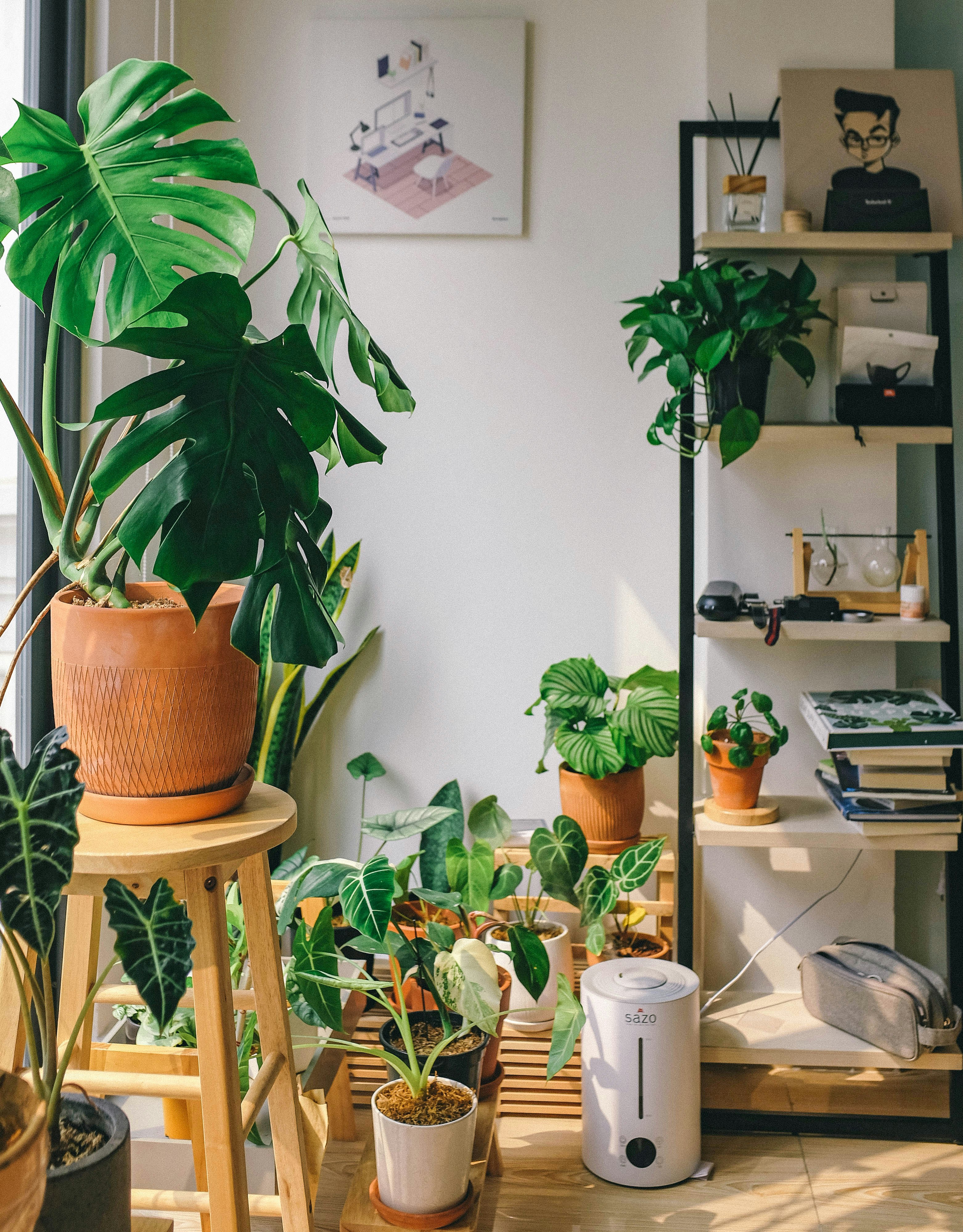 Indoor plant care