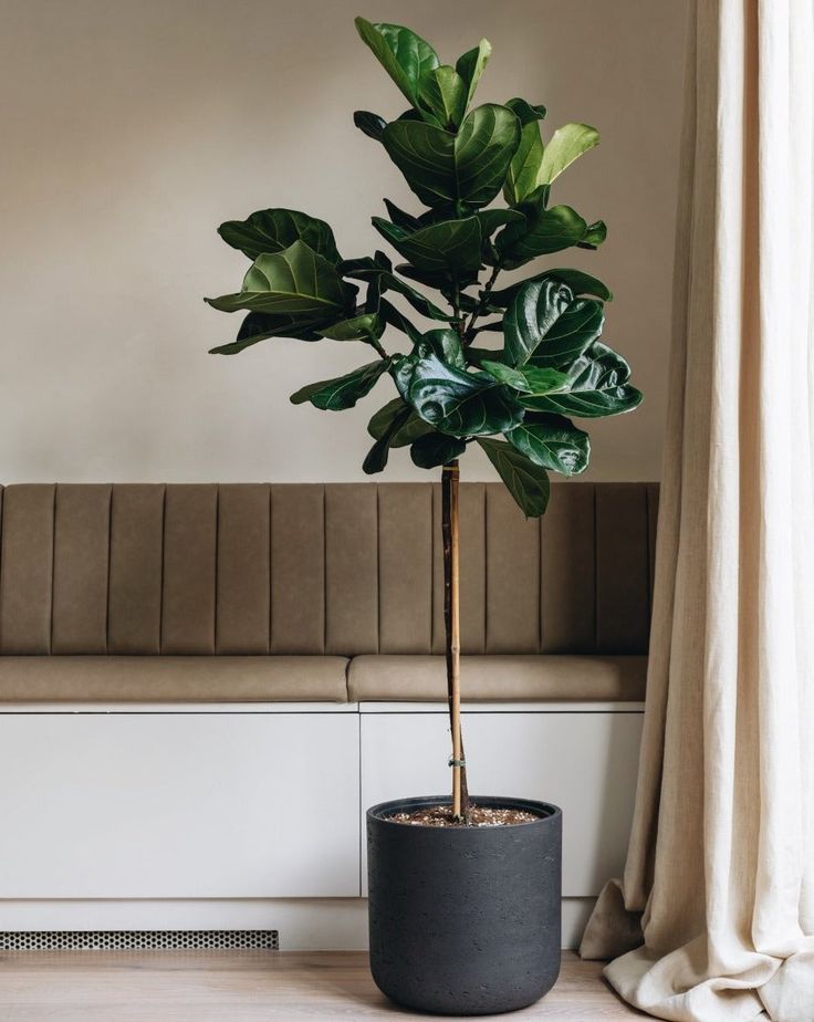 Fiddle Leaf Fig Tree